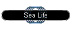 Sea Life